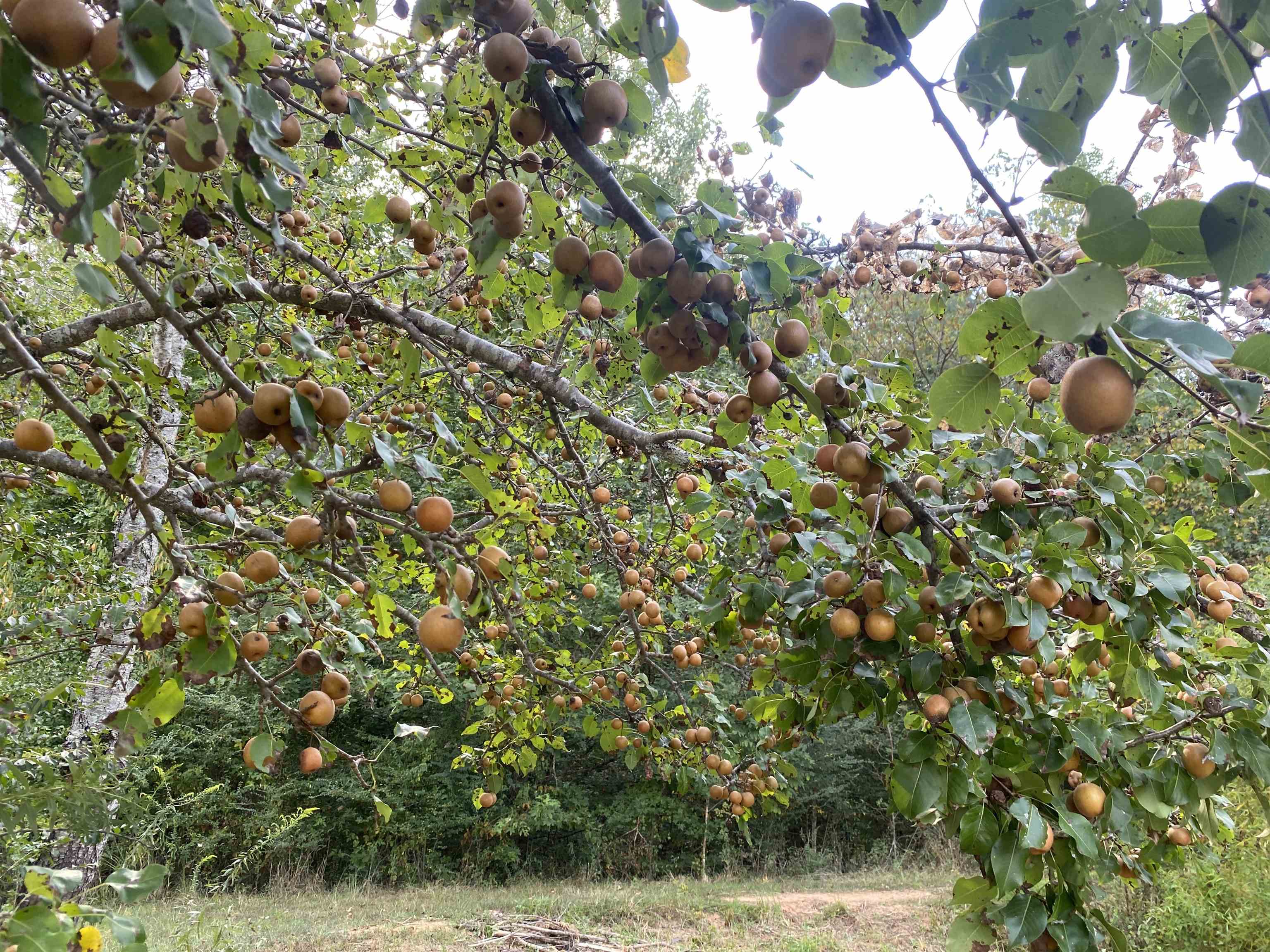 525 Sewell Bottom Road Adamsville, TN 38310 - Photo 33 of 37 a backyard of a house with lots of green space