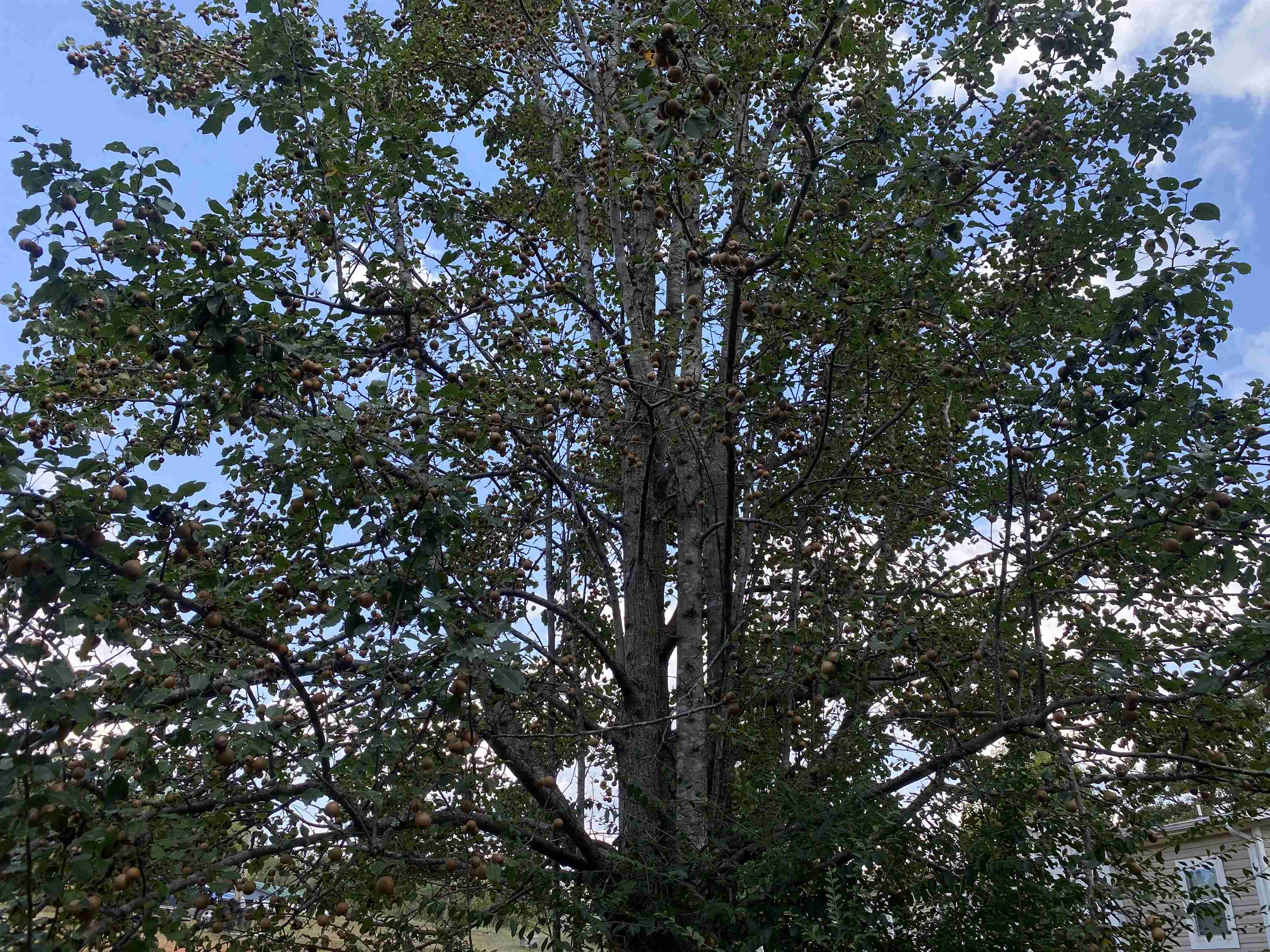 525 Sewell Bottom Road Adamsville, TN 38310 - Photo 34 of 37 a view of tree