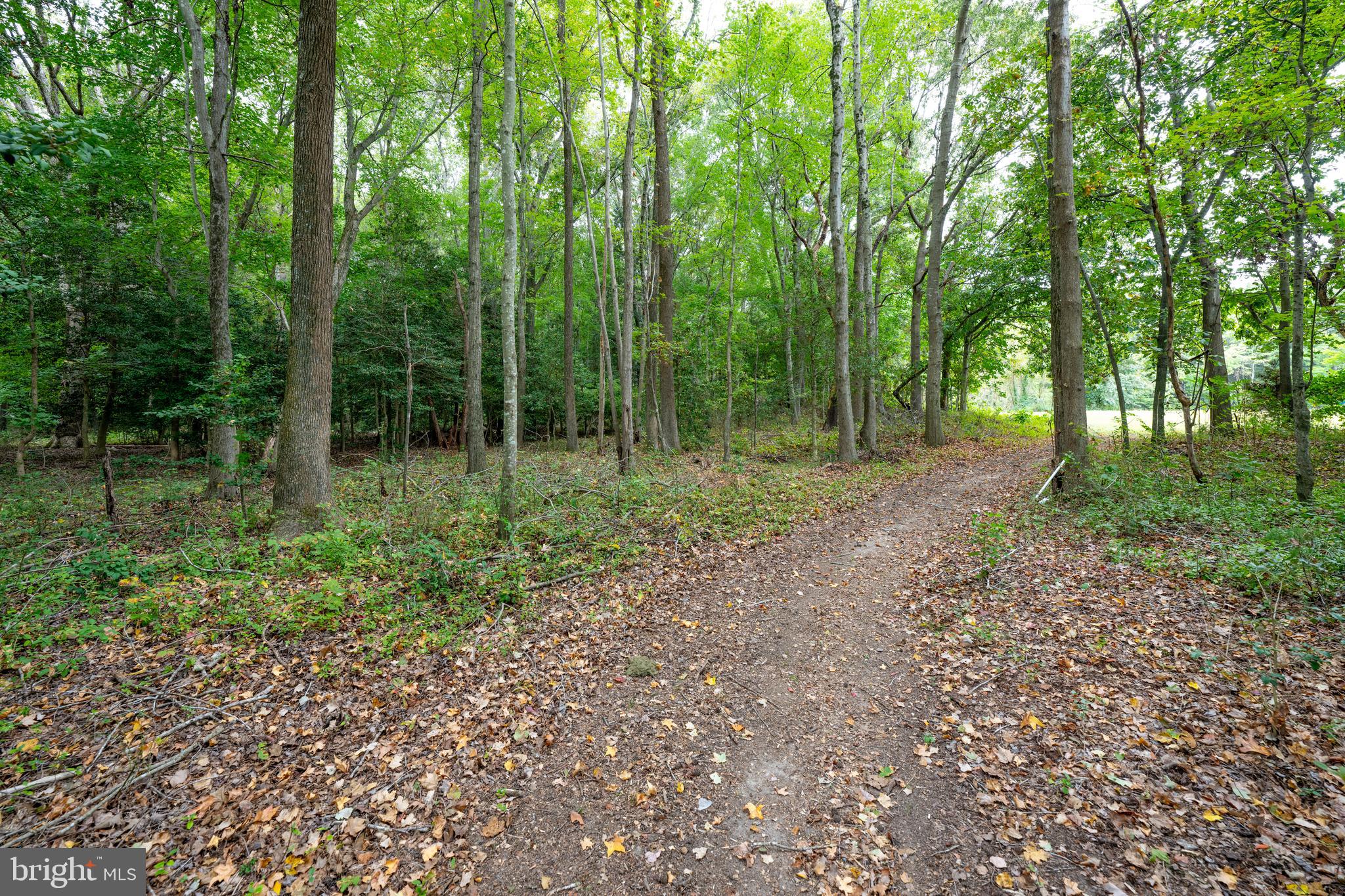 26585 Quantico Creek Road Hebron, MD 21830 - Photo 48 of 58 Path into the Trees - What adventure awaits!!