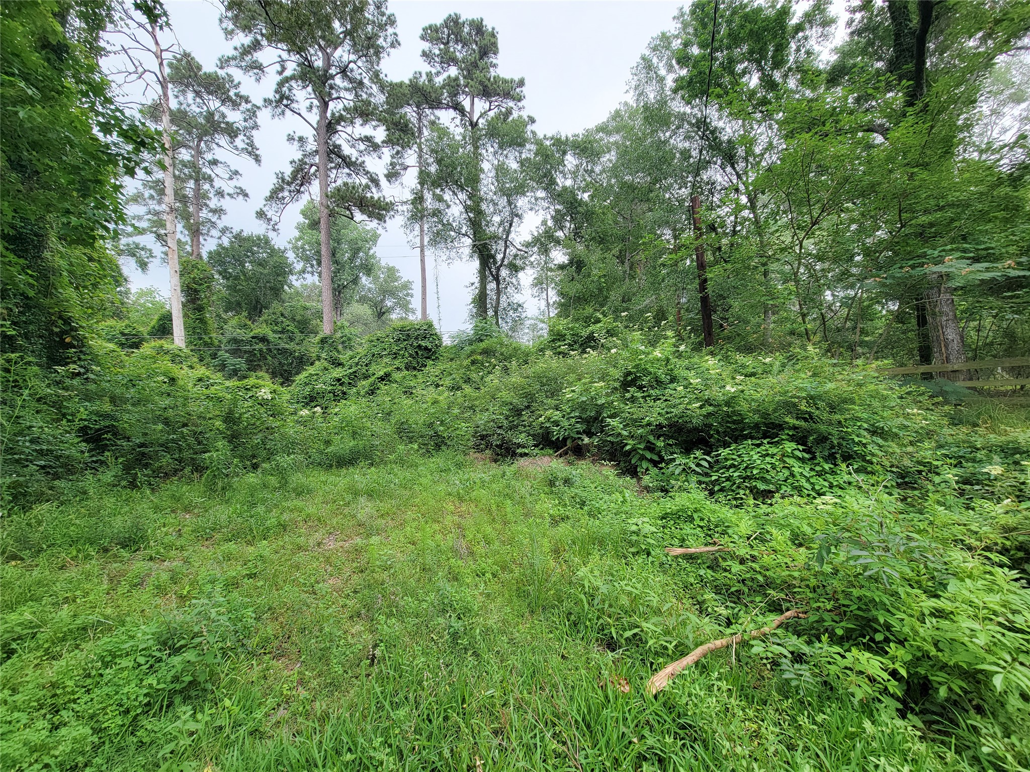 2011 Old Ox Road Spring, TX 77386 - Photo 34 of 38 a view of a lush green forest with trees in the back