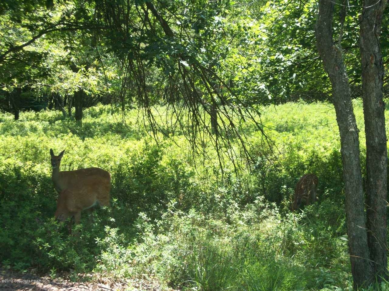 613 Algonquin Road Jim Thorpe, PA 18229 - Photo 1 of 1 lot with deer