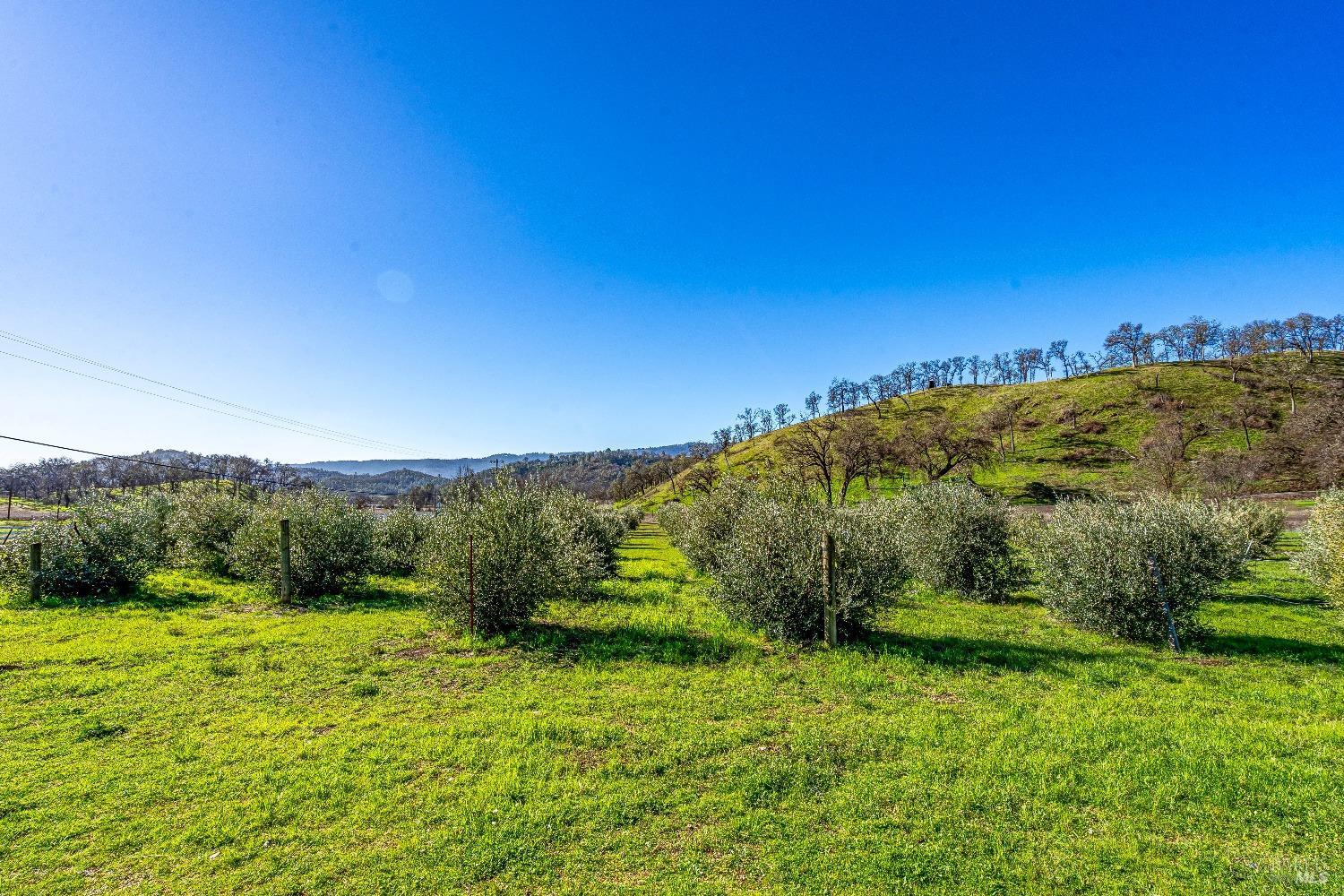 7871 Butts Canyon Road Pope Valley, CA 94567 - Photo 27 of 31 a view of a big yard with large trees