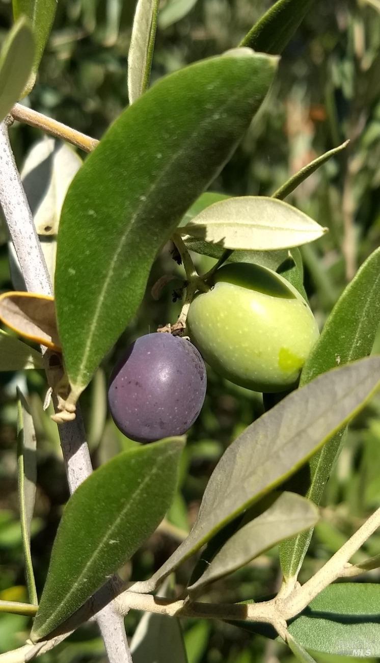 7871 Butts Canyon Road Pope Valley, CA 94567 - Photo 31 of 31 a view of a backyard