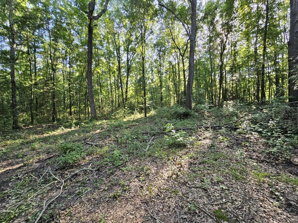 Tbd Strickland Road Big Sandy, TX 75755 - Photo 2 of 2 View of wooded area