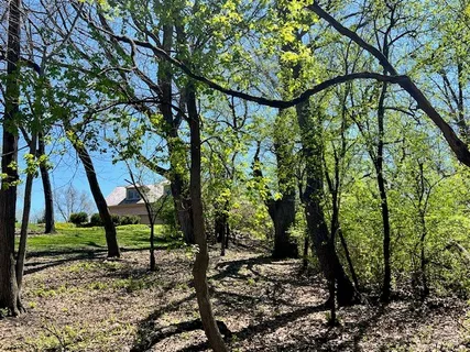 a view of a tree in a yard