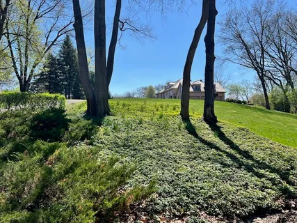 a view of a garden with a tree