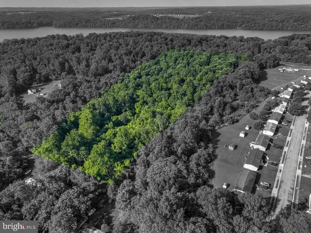 a view of a yard with a plants and large trees