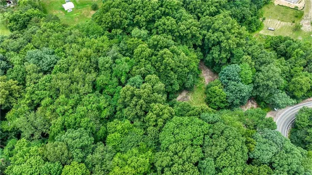 a view of a lush green forest