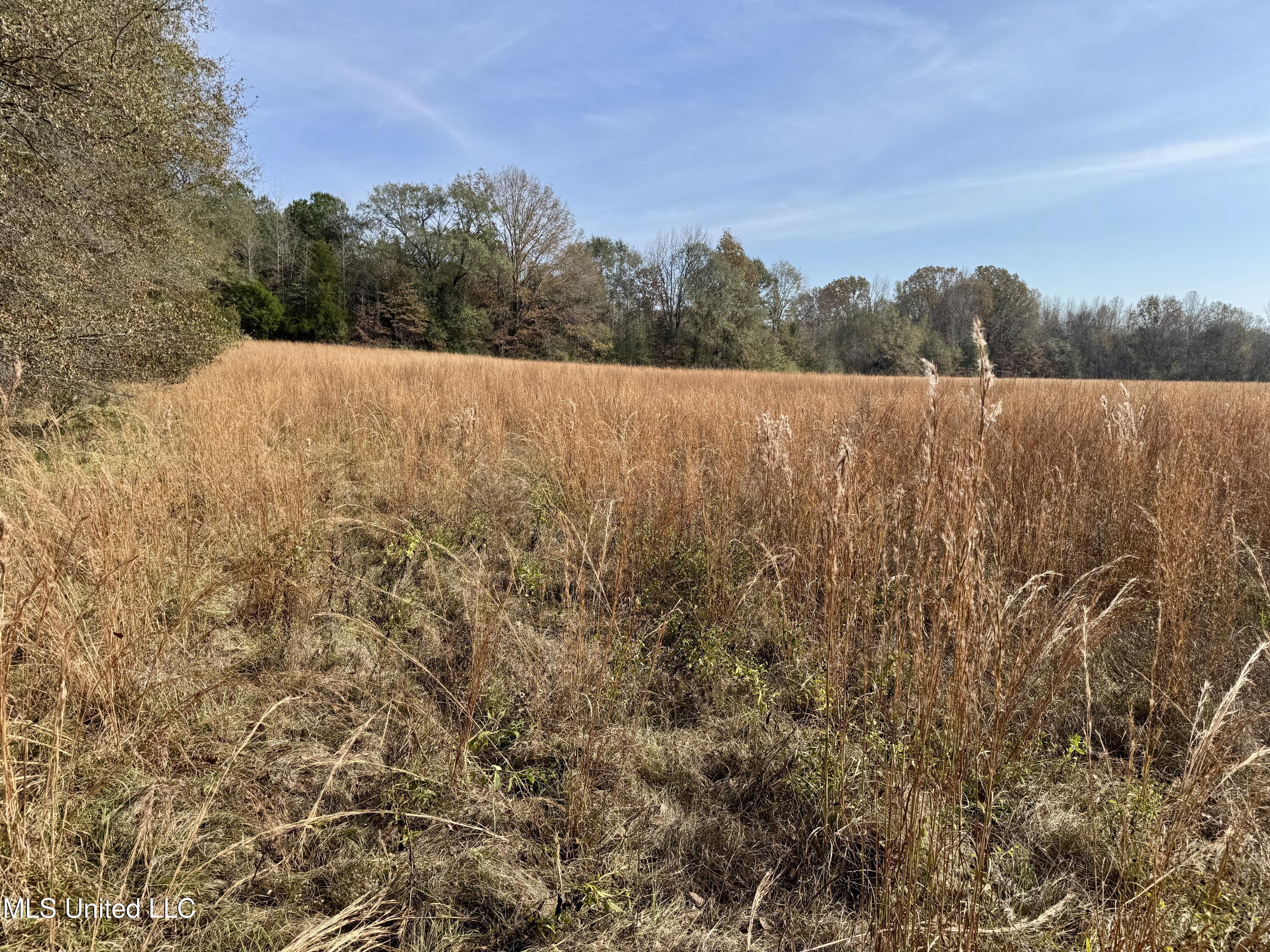 0 Pisgah Bottom Road Canton, MS 39046 - Photo 12 of 21 312724B2-4CF8-4A73-984C-F02D01DF8F7A_1_2