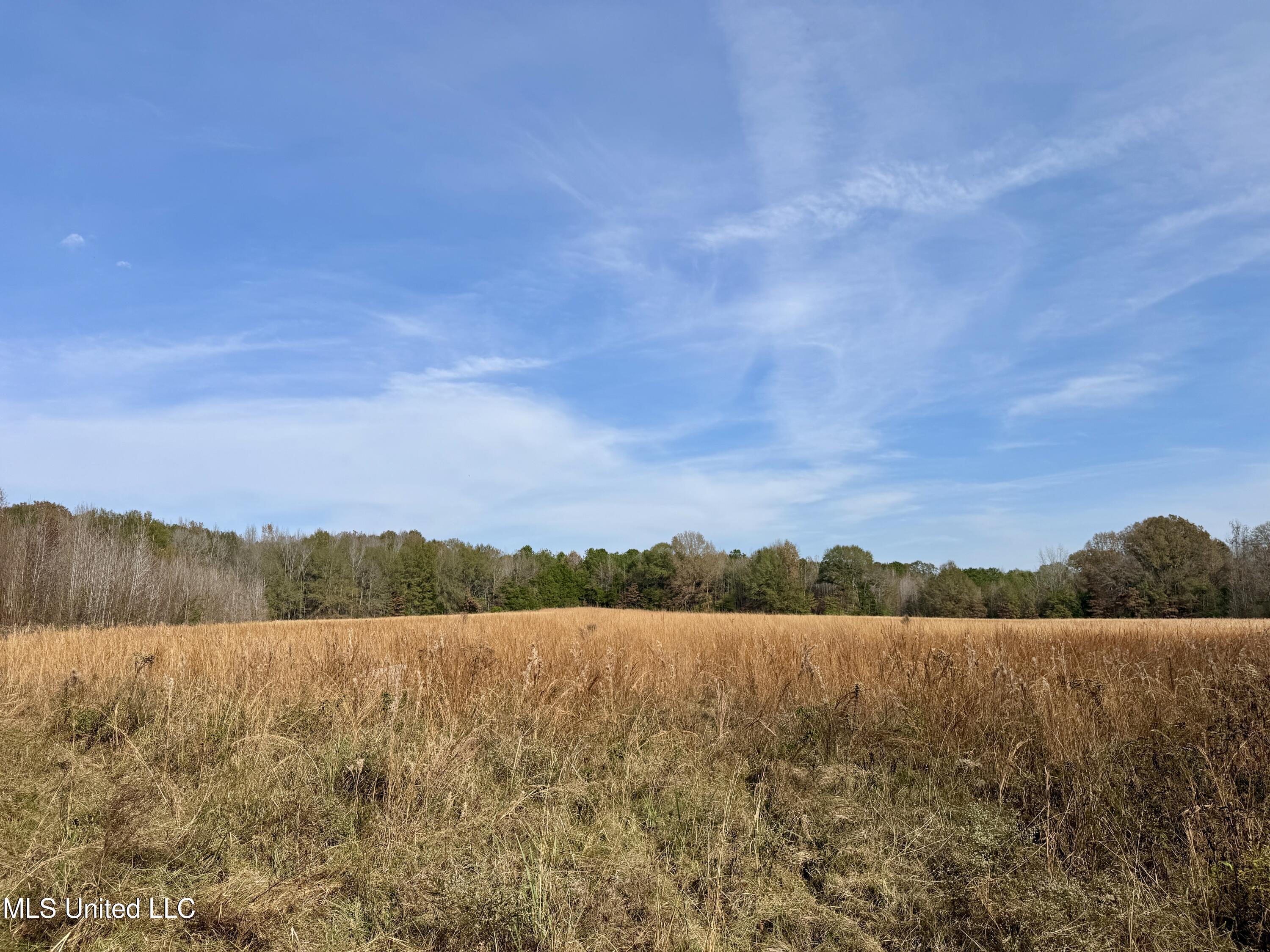 0 Pisgah Bottom Road Canton, MS 39046 - Photo 9 of 21 632BB54F-5AE5-444D-93B8-A8CDE03A75E4_1_2