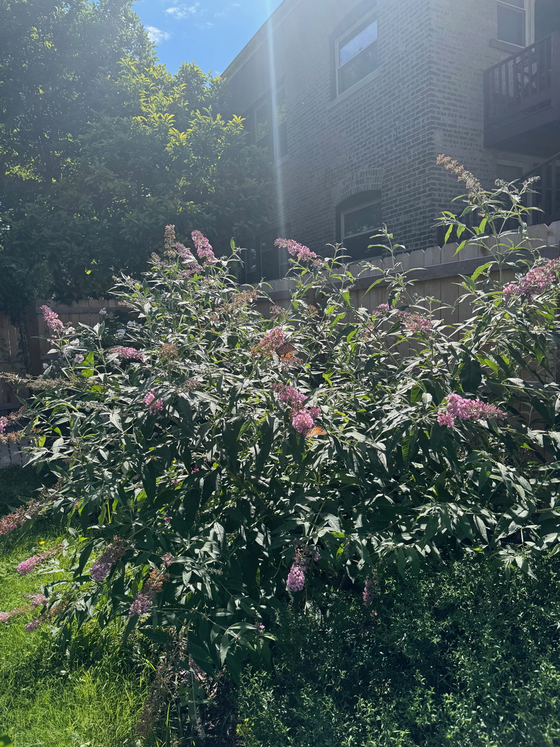 9604 South Hamilton Avenue Chicago, IL 60643 - Photo 34 of 42