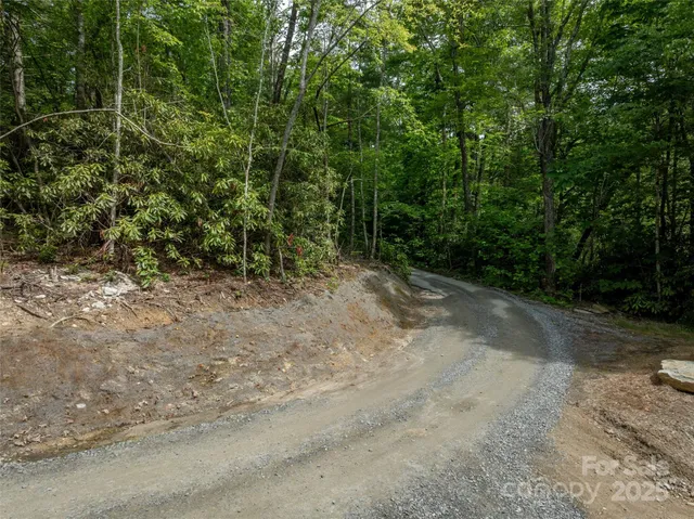 a view of a forest with trees in the background