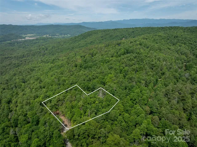 a view of a field with a palm tree