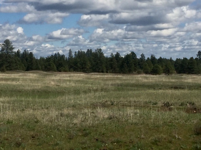249016 West Kitt Road Reardan, WA 99029 - Photo 5 of 8