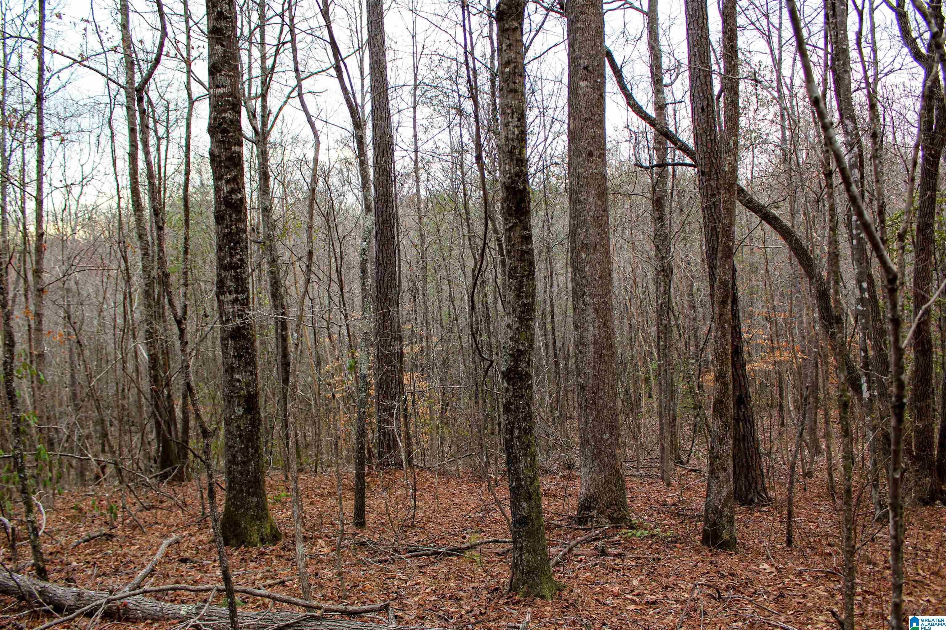 339 County Road Nauvoo, AL 35578 - Photo 18 of 57
