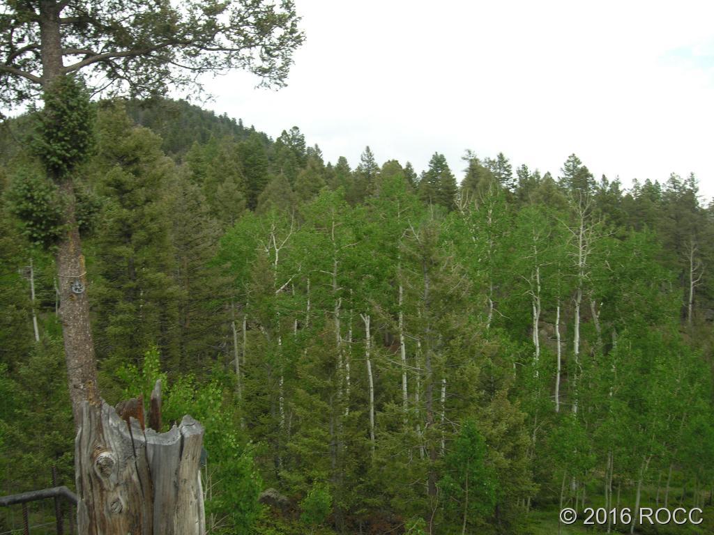 880 Burno Mountain Road Cotopaxi, CO 81223 - Photo 17 of 19 a view of a lush green forest with a sink