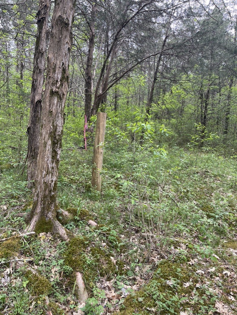 0 Hopkins Bridge Road Unionville, TN 37180 - Photo 8 of 25 Gallery Image 8