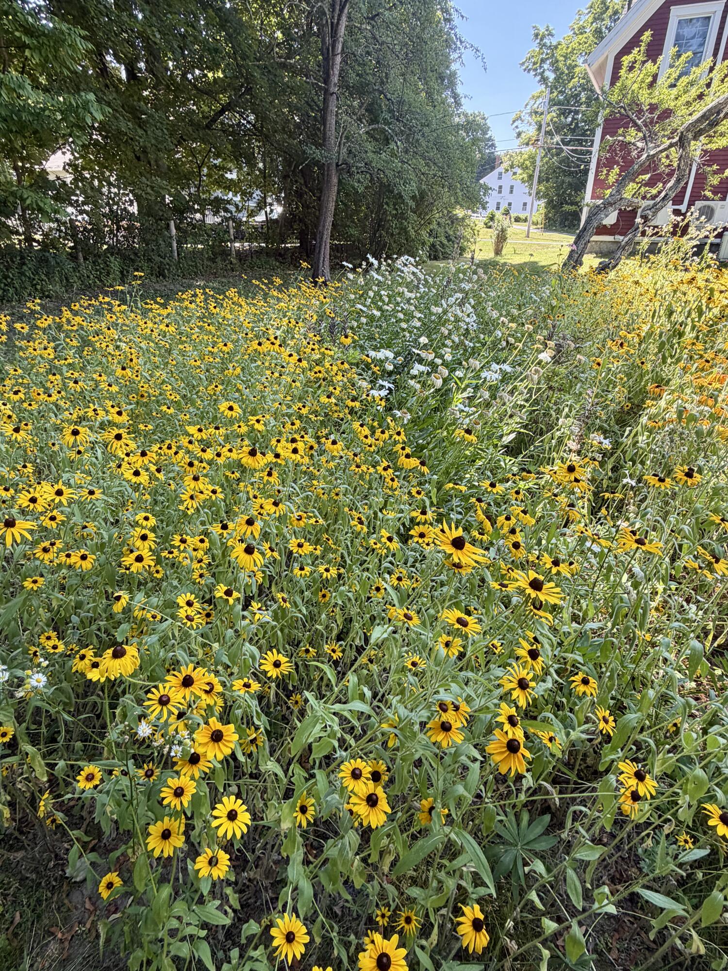 49 Lebanon Road Winterport, ME 04496 - Photo 68 of 80 Black Eyed Susans