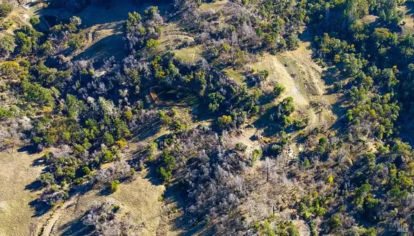 a view of a forest covered with trees