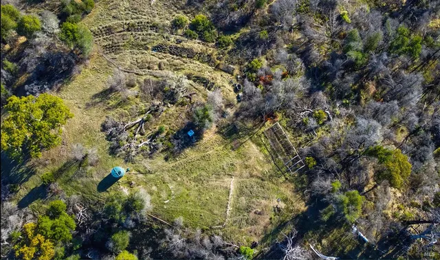 a view of a forest with a tree
