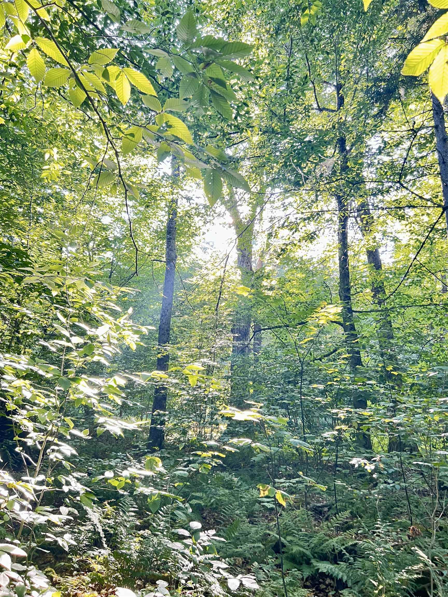 0 Route 11 Peru Vt 05152 Peru, VT 05152 - Photo 19 of 33