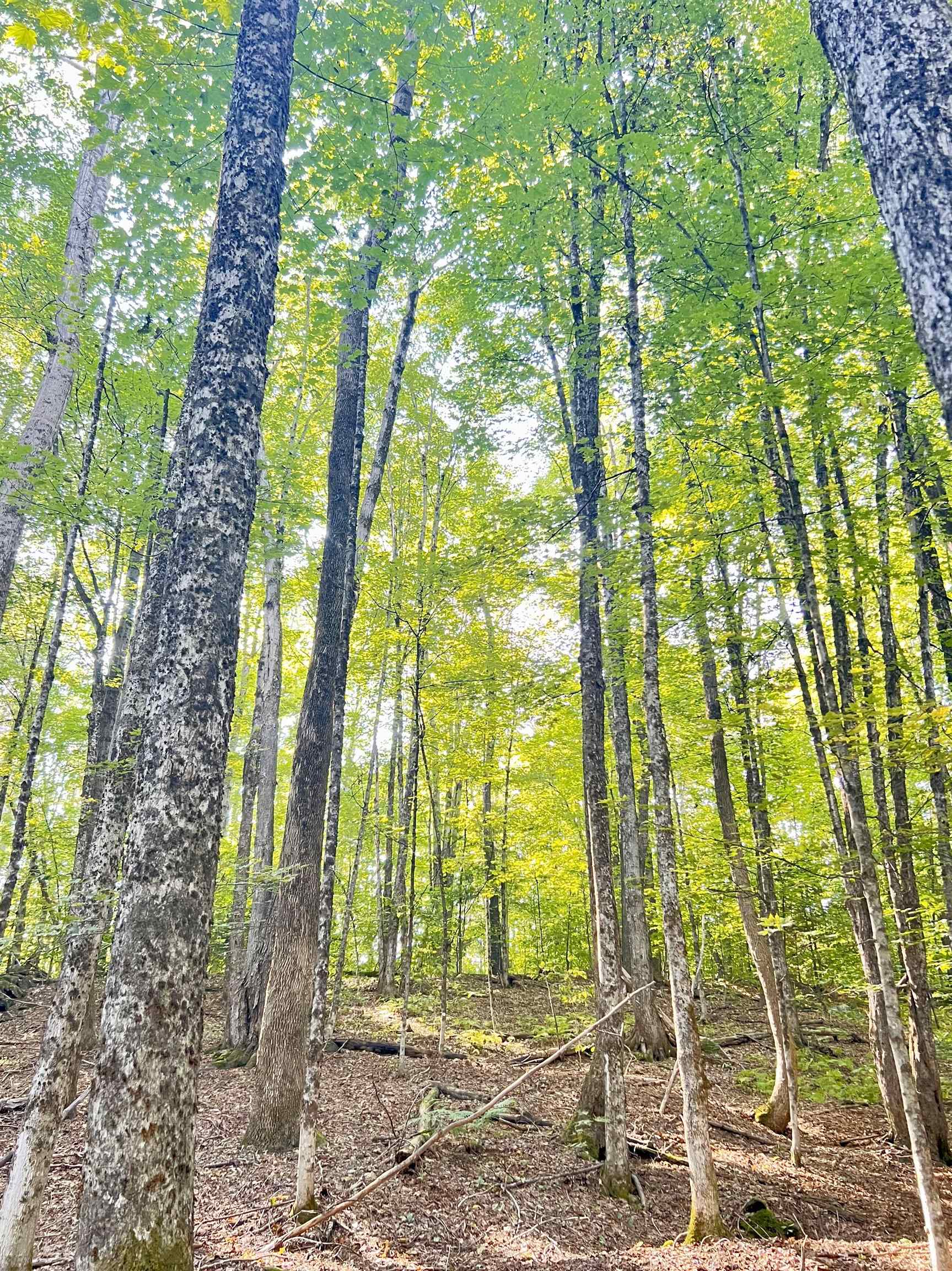 0 Route 11 Peru Vt 05152 Peru, VT 05152 - Photo 21 of 33