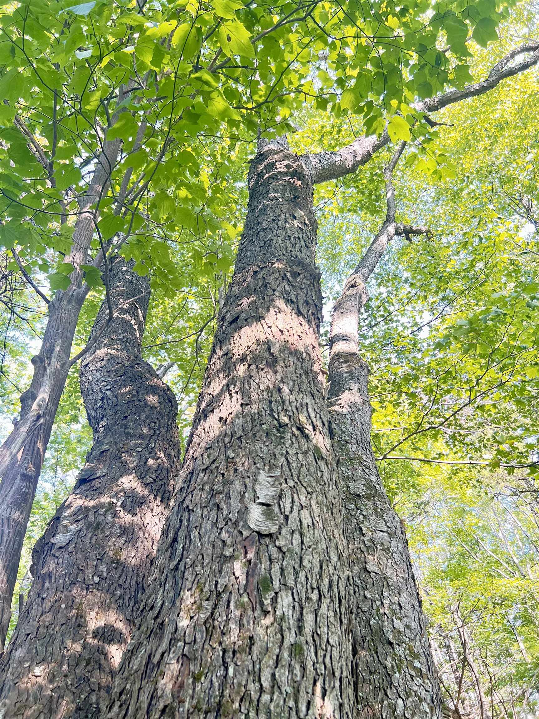 0 Route 11 Peru Vt 05152 Peru, VT 05152 - Photo 21 of 33