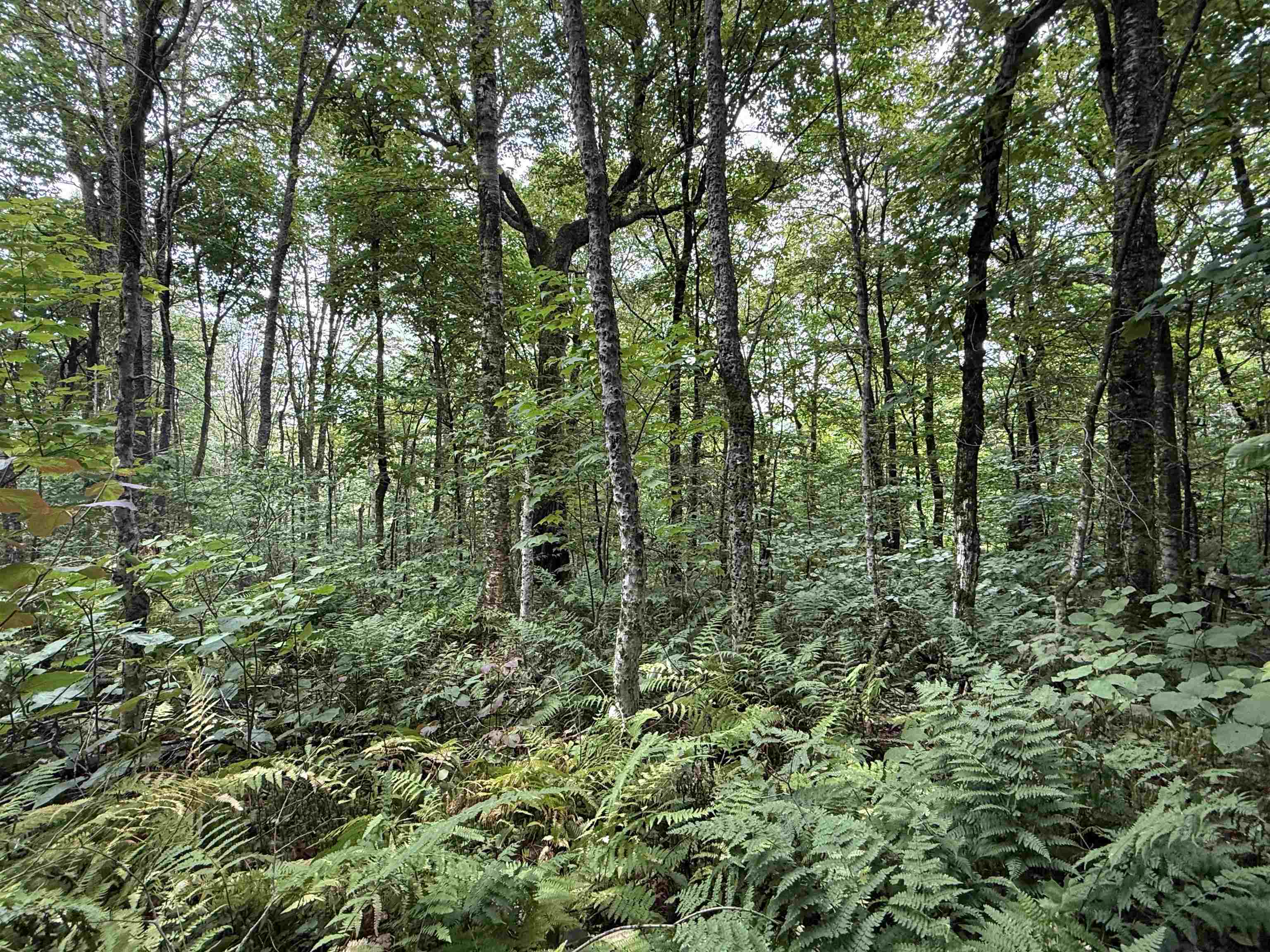 564 Eagles Nest Road Ripton, VT 05766 - Photo 20 of 21 Gallery Image 20