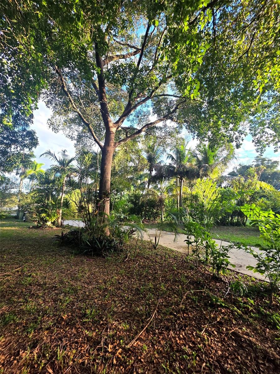 Davie Davie, FL 33314 - Photo 34 of 44 a view of a yard with plants and large trees
