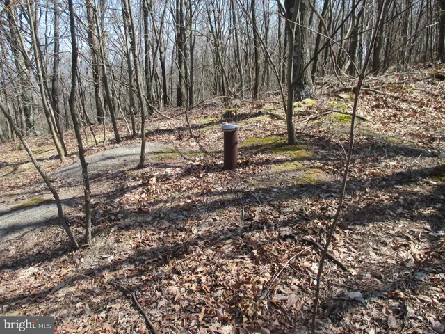 a view of a yard with plants and trees