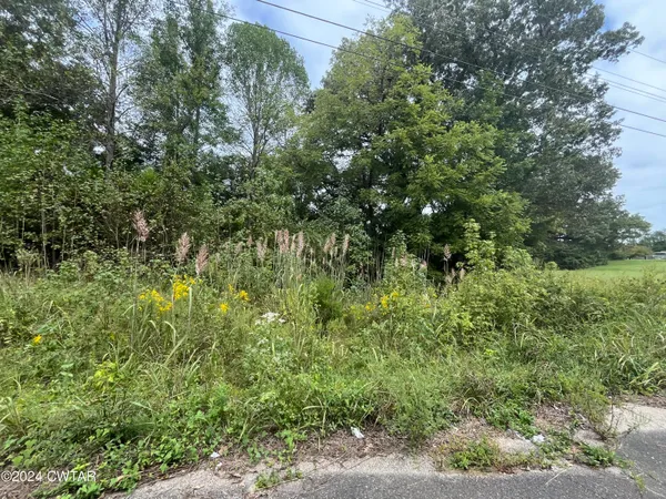 a view of a lush green forest
