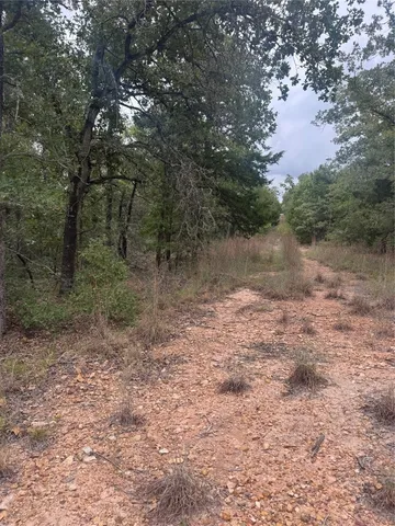 a view of a forest with trees in the background