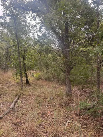 a view of a forest with trees in the background