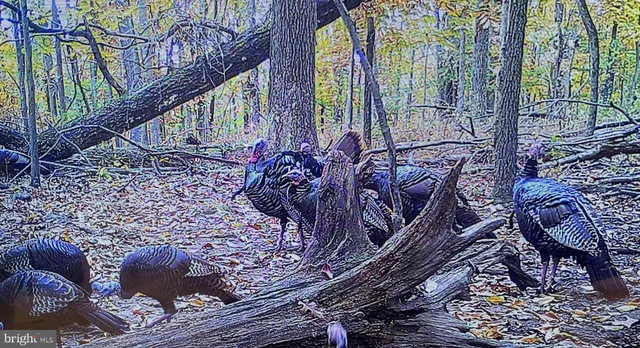a view of a park with trees in the background