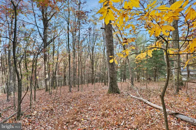a view of a yard with trees in front of it