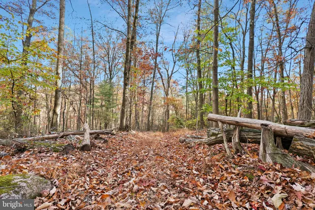 a view of a yard with plants and large trees