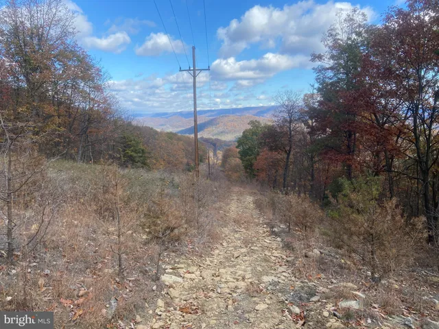 a view of a forest with trees