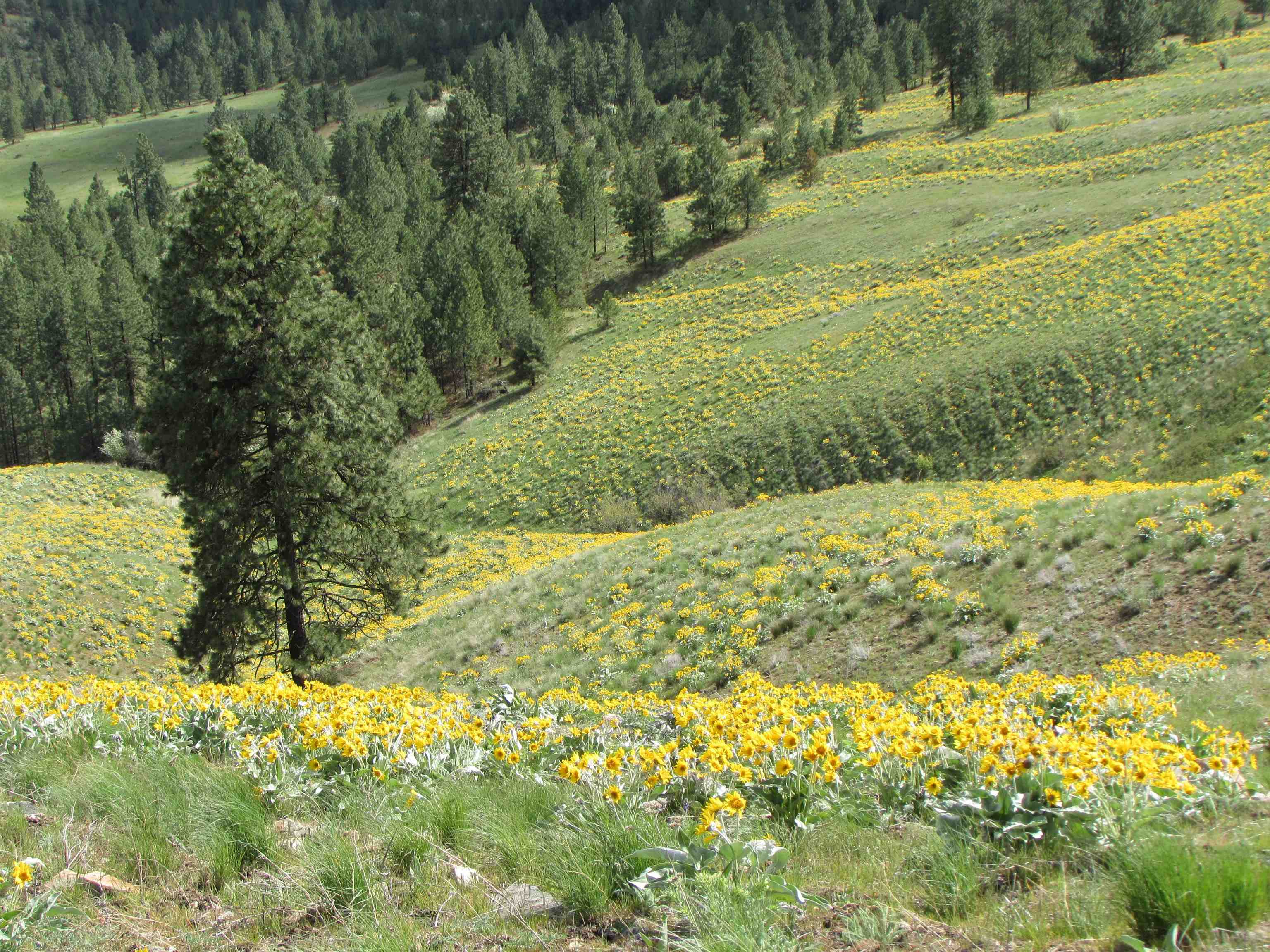 Xxx Egypt Loop Road, Unit SUNSET MOUNTAIN RIDGE Davenport, WA 99122 - Photo 11 of 16