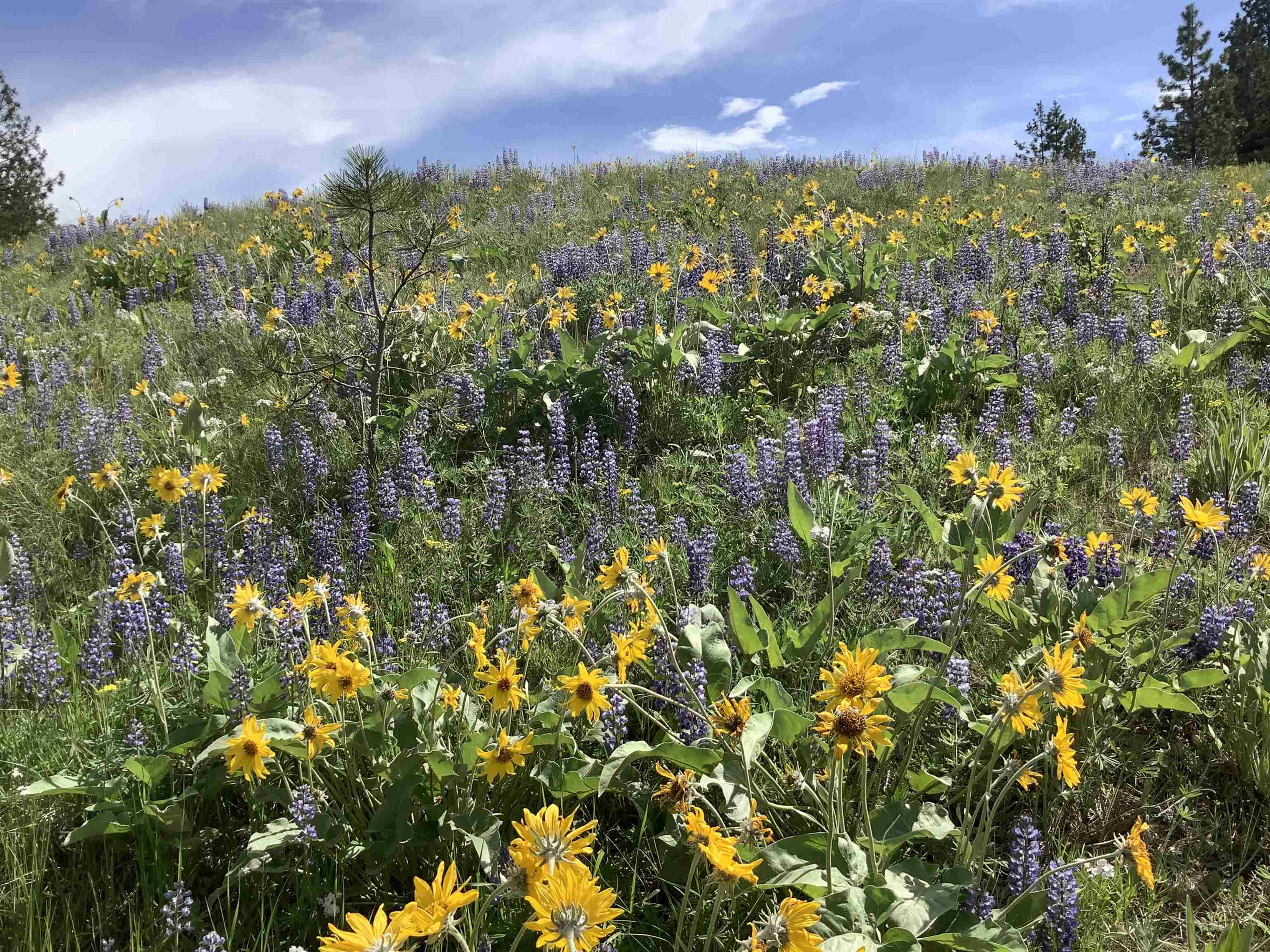 Xxx Egypt Loop Road, Unit SUNSET MOUNTAIN RIDGE Davenport, WA 99122 - Photo 13 of 16