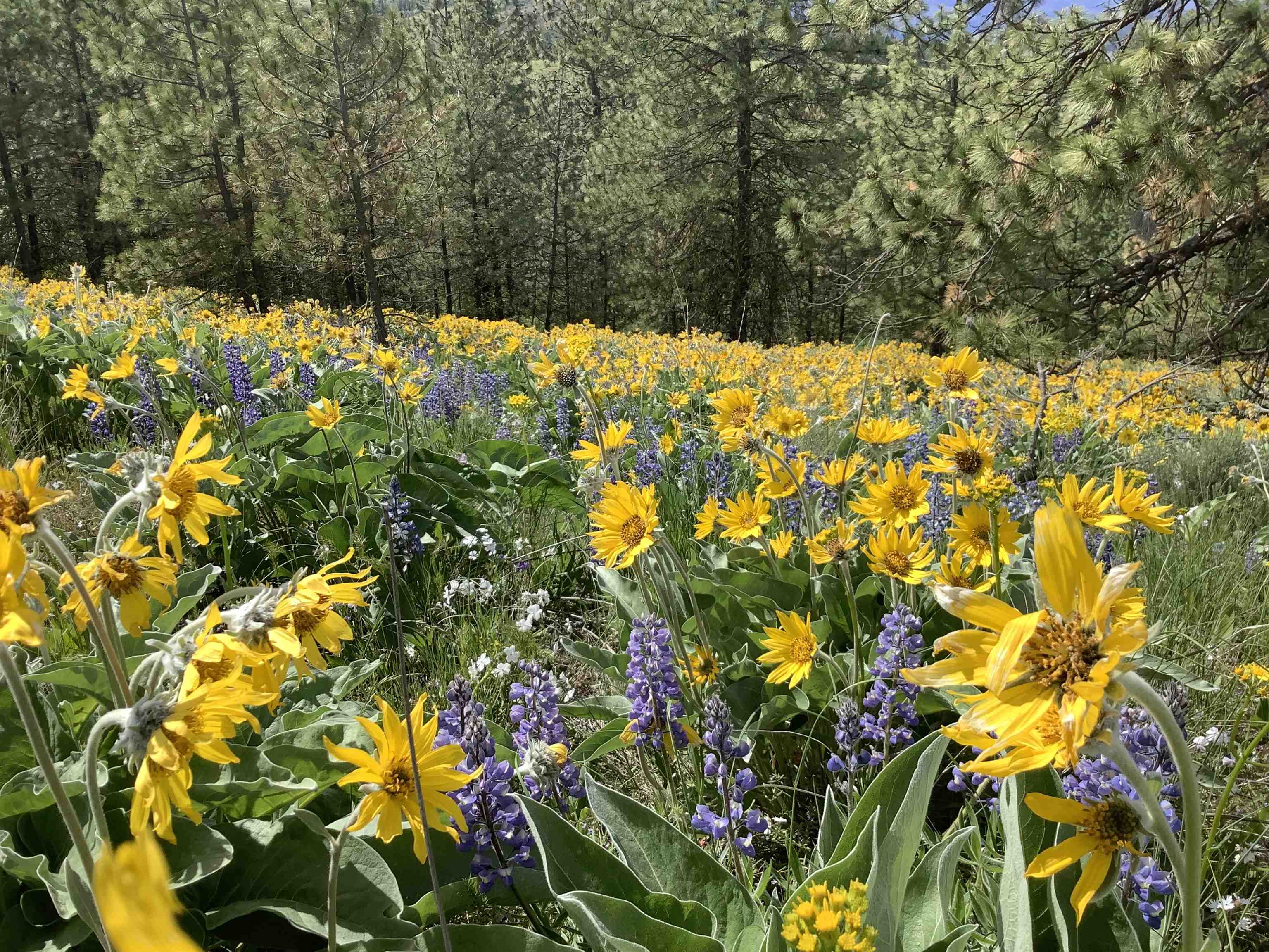 Xxx Egypt Loop Road, Unit SUNSET MOUNTAIN RIDGE Davenport, WA 99122 - Photo 14 of 16