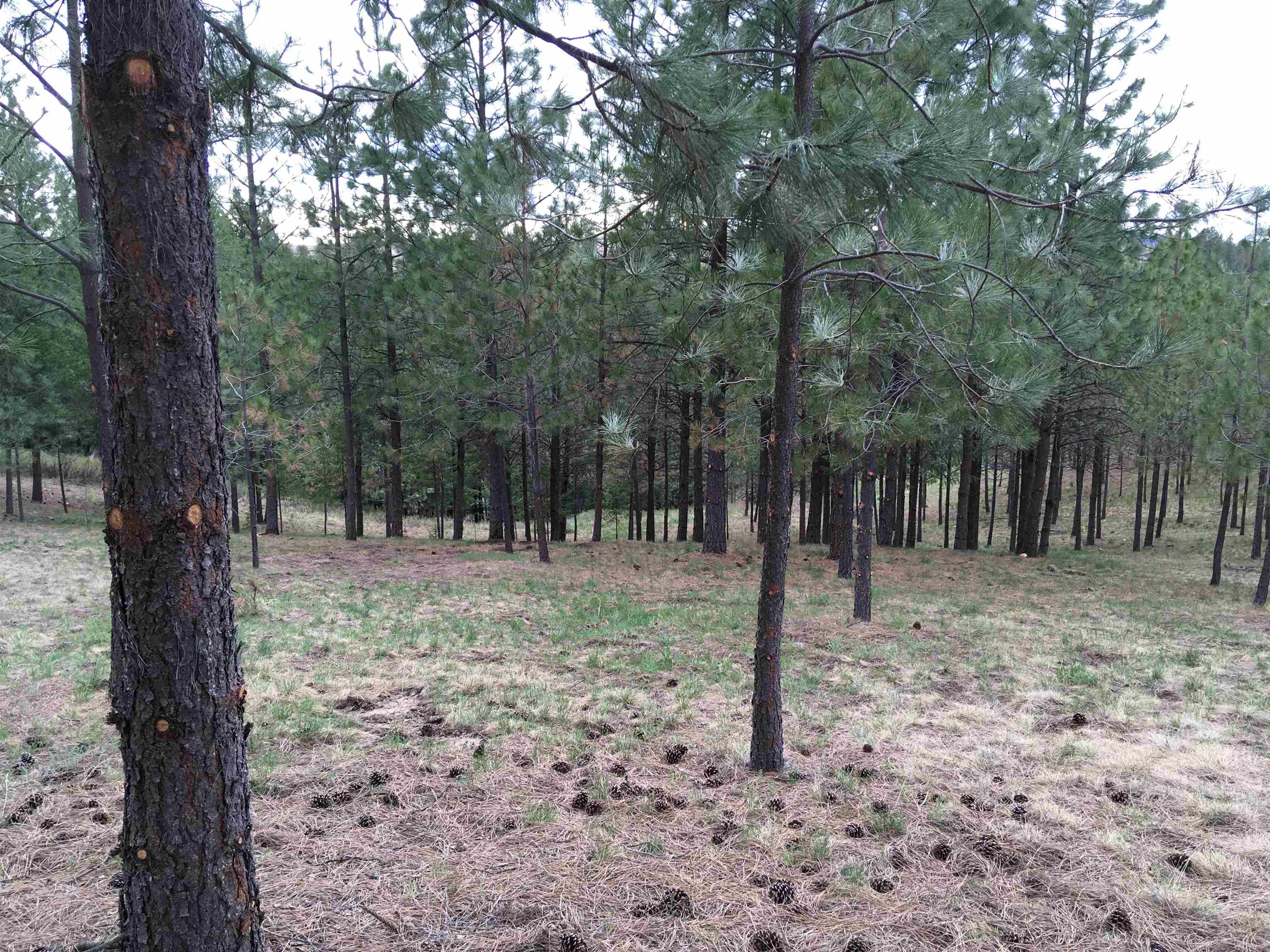 Xxx Egypt Loop Road, Unit SUNSET MOUNTAIN RIDGE Davenport, WA 99122 - Photo 15 of 16