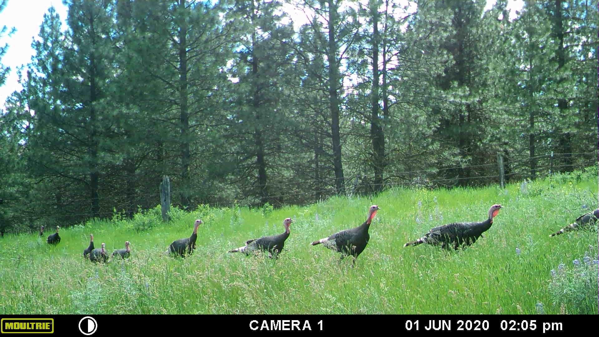 Xxx Egypt Loop Road, Unit SUNSET MOUNTAIN RIDGE Davenport, WA 99122 - Photo 16 of 16