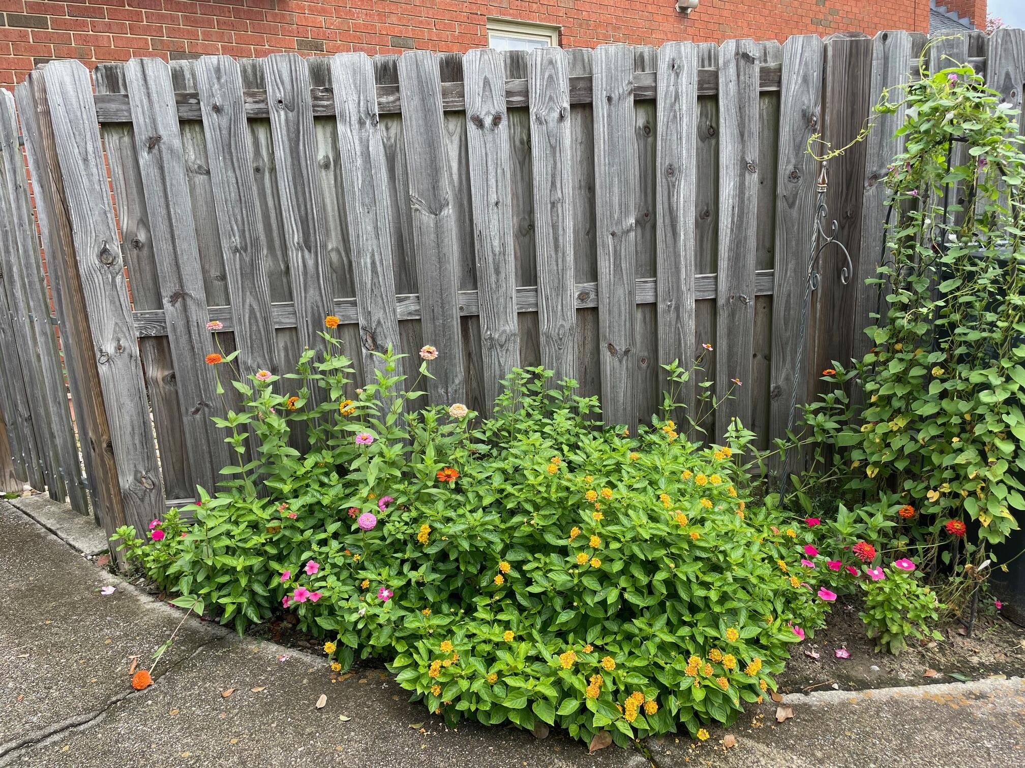 3344 Wheeler Road Augusta, GA 30909 - Photo 29 of 31 Pretty landscaping leads to backyard
