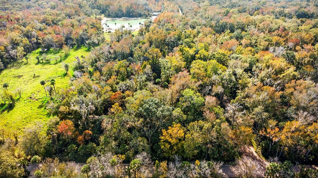 Volco Road Edgewater, FL 32141 - Photo 15 of 16 a view of a bunch of trees