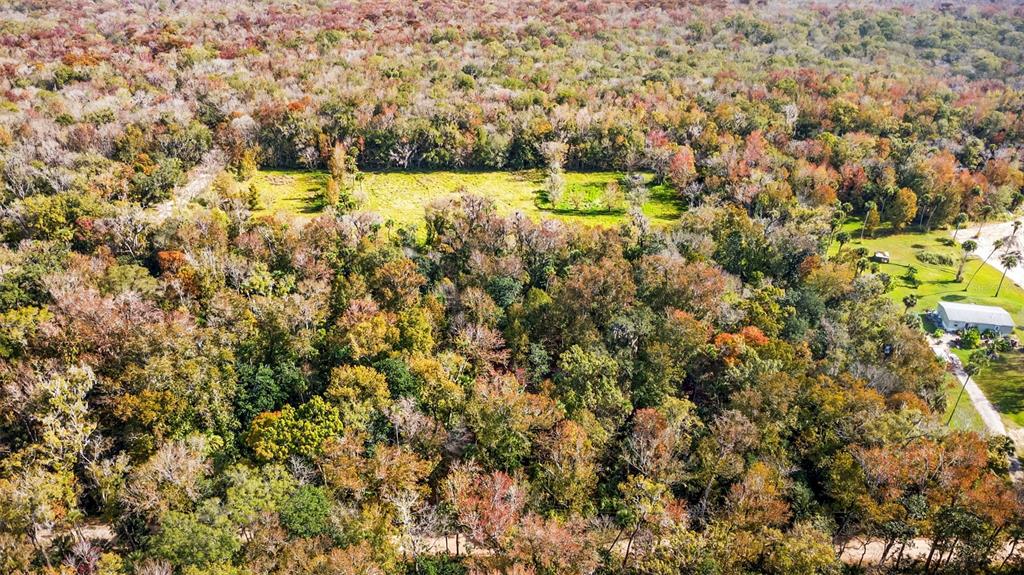 Volco Road Edgewater, FL 32141 - Photo 6 of 16 a view of yard with large trees