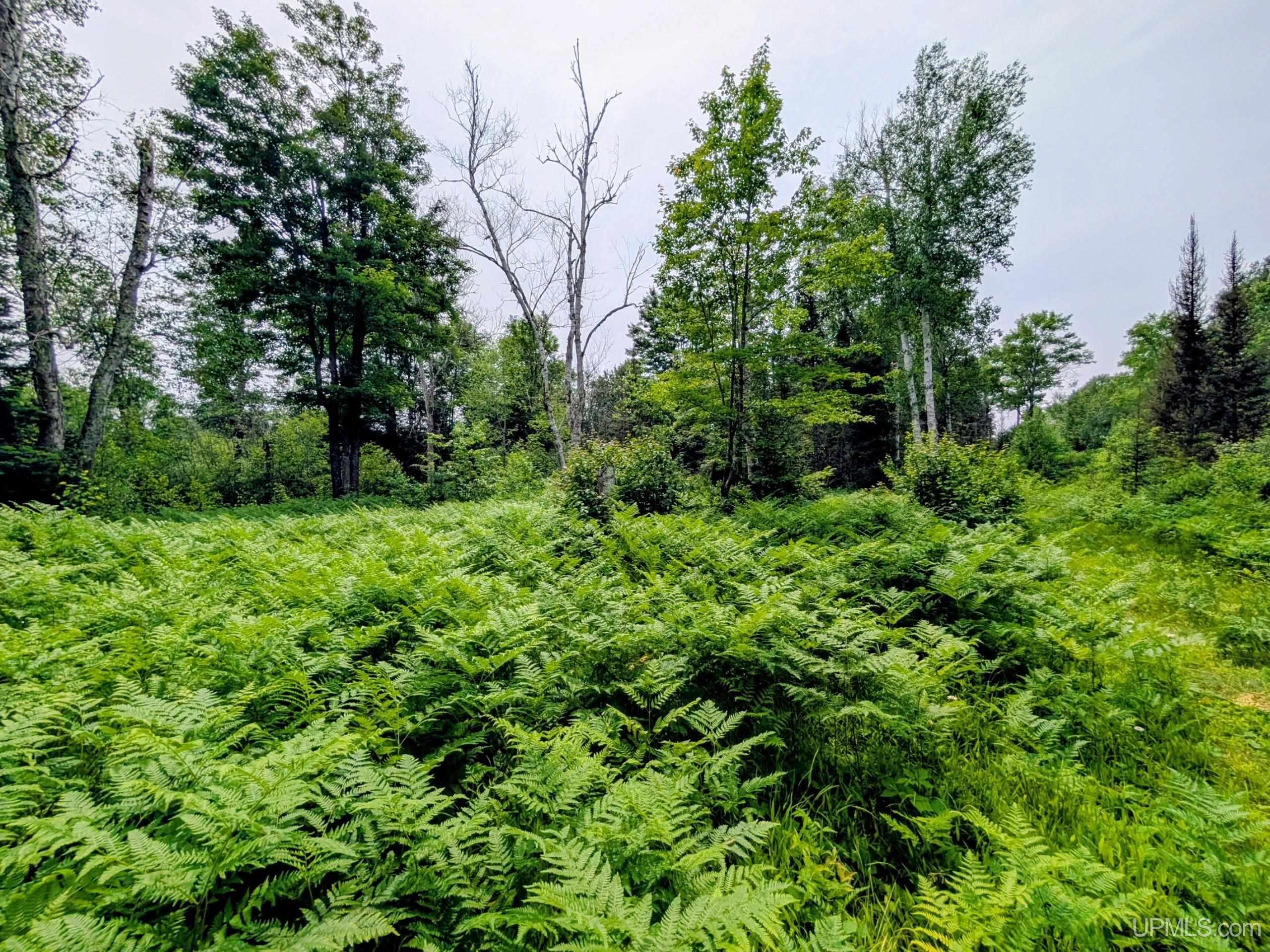 Tbd Pond Road Iron River, MI 49935 - Photo 18 of 26