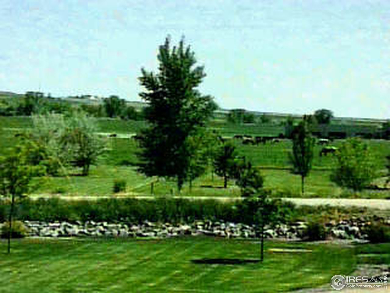 7641 Monarch Road Niwot, CO 80503 - Photo 6 of 8 a view of a park with large trees