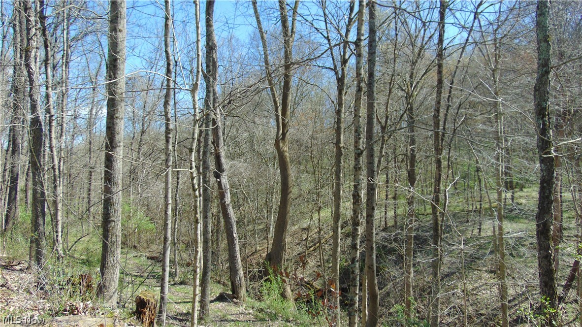 73881 Henderson Ridge Road St. Clairsville, OH 43950 - Photo 28 of 38 View of the woods