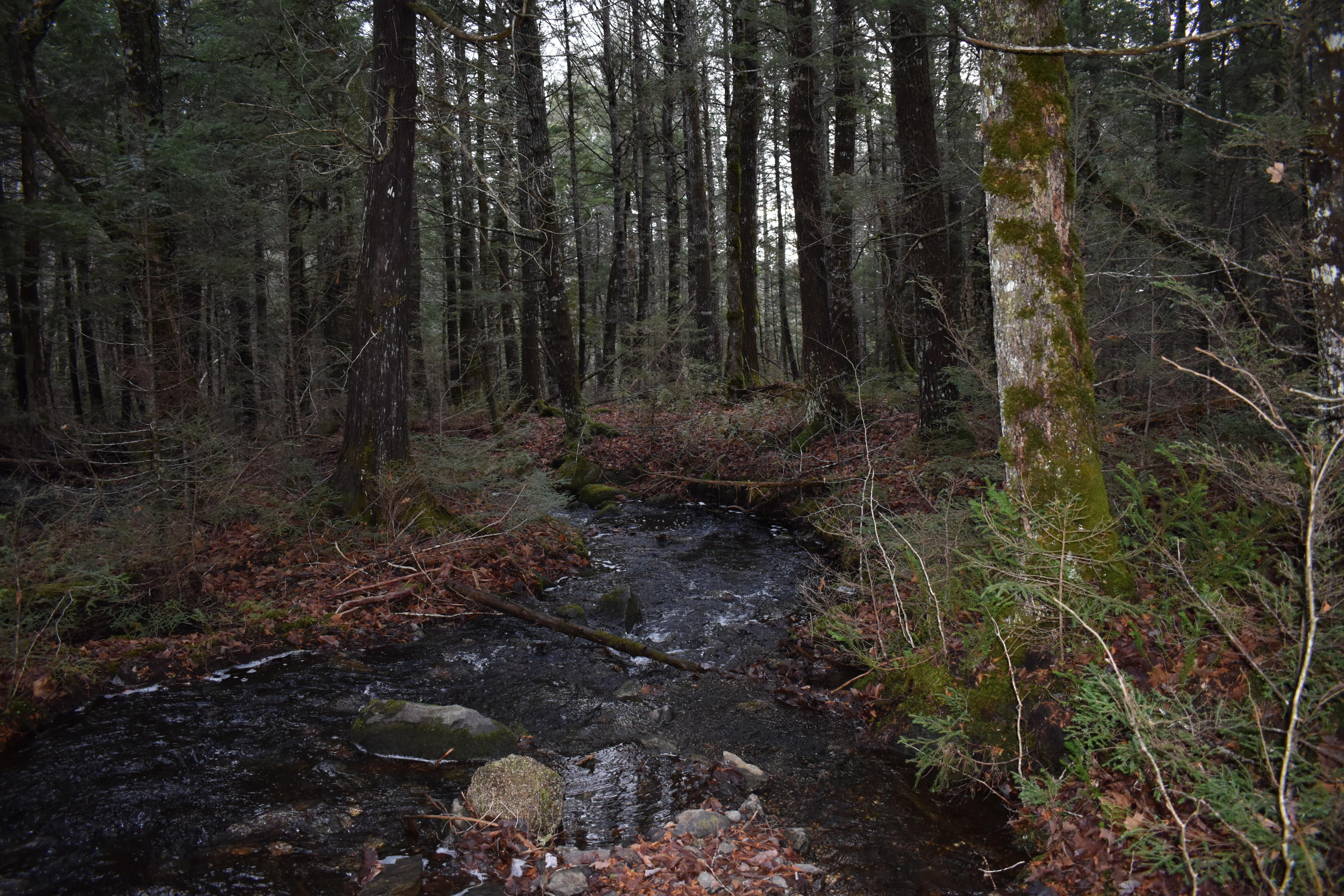 Off Off Old South Springfield Road Springfield, ME 04487 - Photo 2 of 35 DSC_0400