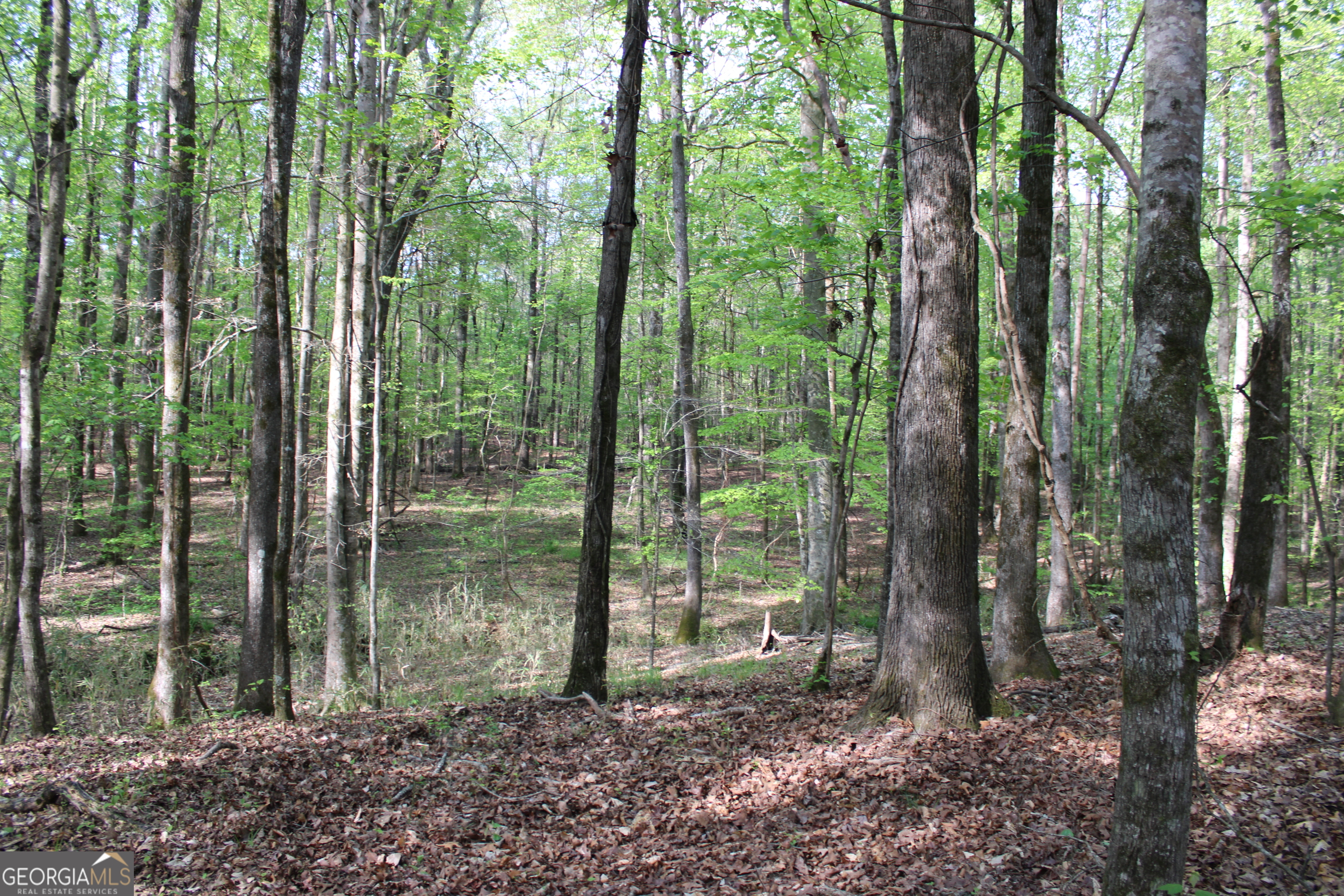 0 Ruffner Road The Rock, GA 30285 - Photo 28 of 51 a view of a forest that has large trees